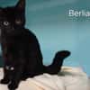 Berlia