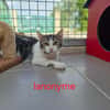 Lanonyme