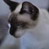 SATINE