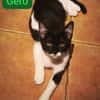GERO