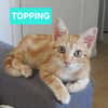 TOPPING À ADOPTER AVEC UN CHAT DÉJÀ PRÉSENT CHEZ VOUS