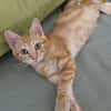 TOPPING À ADOPTER AVEC UN CHAT DÉJÀ PRÉSENT CHEZ VOUS