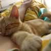 TOPPING À ADOPTER AVEC UN CHAT DÉJÀ PRÉSENT CHEZ VOUS
