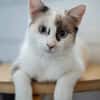 CADANSE À ADOPTER AVEC UN CHAT DÉJÀ PRÉSENT CHEZ VOUS