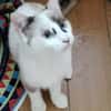 CADANSE À ADOPTER AVEC UN CHAT DÉJÀ PRÉSENT CHEZ VOUS