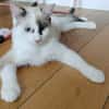 CADANSE À ADOPTER AVEC UN CHAT DÉJÀ PRÉSENT CHEZ VOUS
