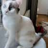 CADANSE À ADOPTER AVEC UN CHAT DÉJÀ PRÉSENT CHEZ VOUS