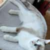 CADANSE À ADOPTER AVEC UN CHAT DÉJÀ PRÉSENT CHEZ VOUS