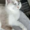 CADANSE À ADOPTER AVEC UN CHAT DÉJÀ PRÉSENT CHEZ VOUS