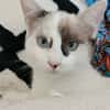 CADANSE À ADOPTER AVEC UN CHAT DÉJÀ PRÉSENT CHEZ VOUS