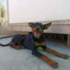 GINO (Union Animal)