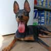 GINO (Union Animal)