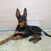 GINO (Union Animal)