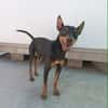 GINO (Union Animal)