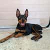 GINO (Union Animal)