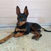 GINO (Union Animal)