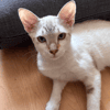 ECLAIR