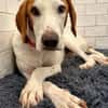 Bracken-Bub  Tilly  wartet bereits in 01640 Coswig