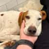 Bracken-Bub  Tilly  wartet bereits in 01640 Coswig