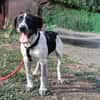 Münsterländer Mix Mädchen Zoe