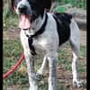 Münsterländer Mix Mädchen Zoe