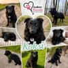 Koksi sucht seine Menschen🐾