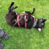 Pepper sucht dringend ein Zuhause