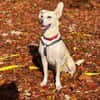 Bibi wartet auf ein 4ever home in 89155 Erbach