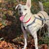 Bibi wartet auf ein 4ever home in 89155 Erbach