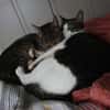 Sehr liebe Kater Fidor und Charlie (Gusy)