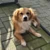 Boby sucht sein Für-immer-Zuhause 🐾