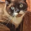 Sheldon sucht einen Neuanfang!