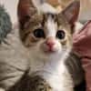 Katzenkind Feli