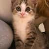 Katzenkind Feli