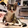 Katzenkind Feli