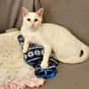 Jerry Schneeweißer Kater sucht ruhige Familie
