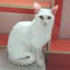 Jerry Schneeweißer Kater sucht ruhige Familie