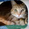 Schöner, etwas nervöser Kater Gunter