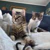 Mila & Maxi suchen gemeinsam ein Zuhause