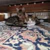 Mila & Maxi suchen gemeinsam ein Zuhause