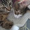 Mila & Maxi suchen gemeinsam ein Zuhause