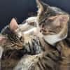 Mila & Maxi suchen gemeinsam ein Zuhause