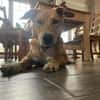 Aufgeweckte Welpin Ellie
