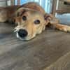 Aufgeweckte Welpin Ellie
