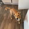 Aufgeweckte Welpin Ellie
