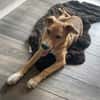 Aufgeweckte Welpin Ellie