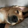 Aufgeweckte Welpin Ellie