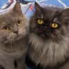 COCO&COOKIE - Best Friends suchen ihr Zuhause!
