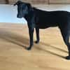 🐾Jogi 🐾 sucht sein für immer Zuhause