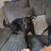🐾Jogi 🐾 sucht sein für immer Zuhause